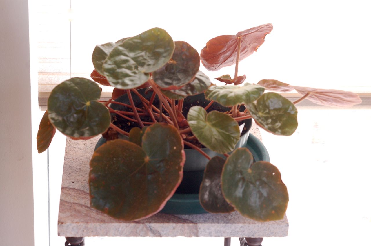 B. fluminensis